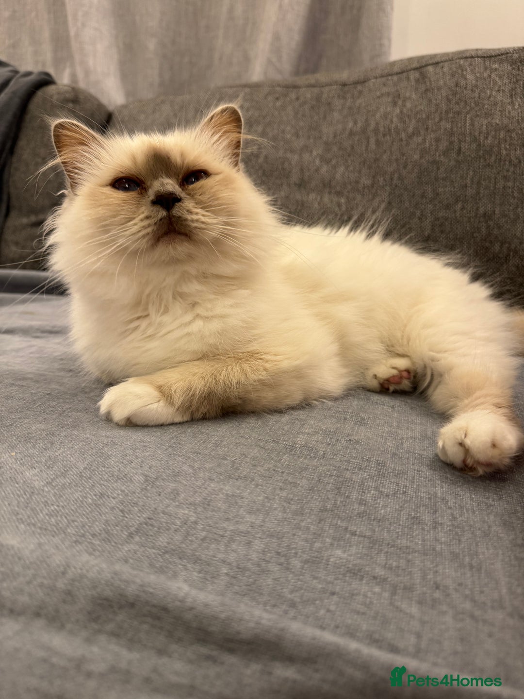 Birman cats for sale: Lilac point Birman female for sale  - Image 7
