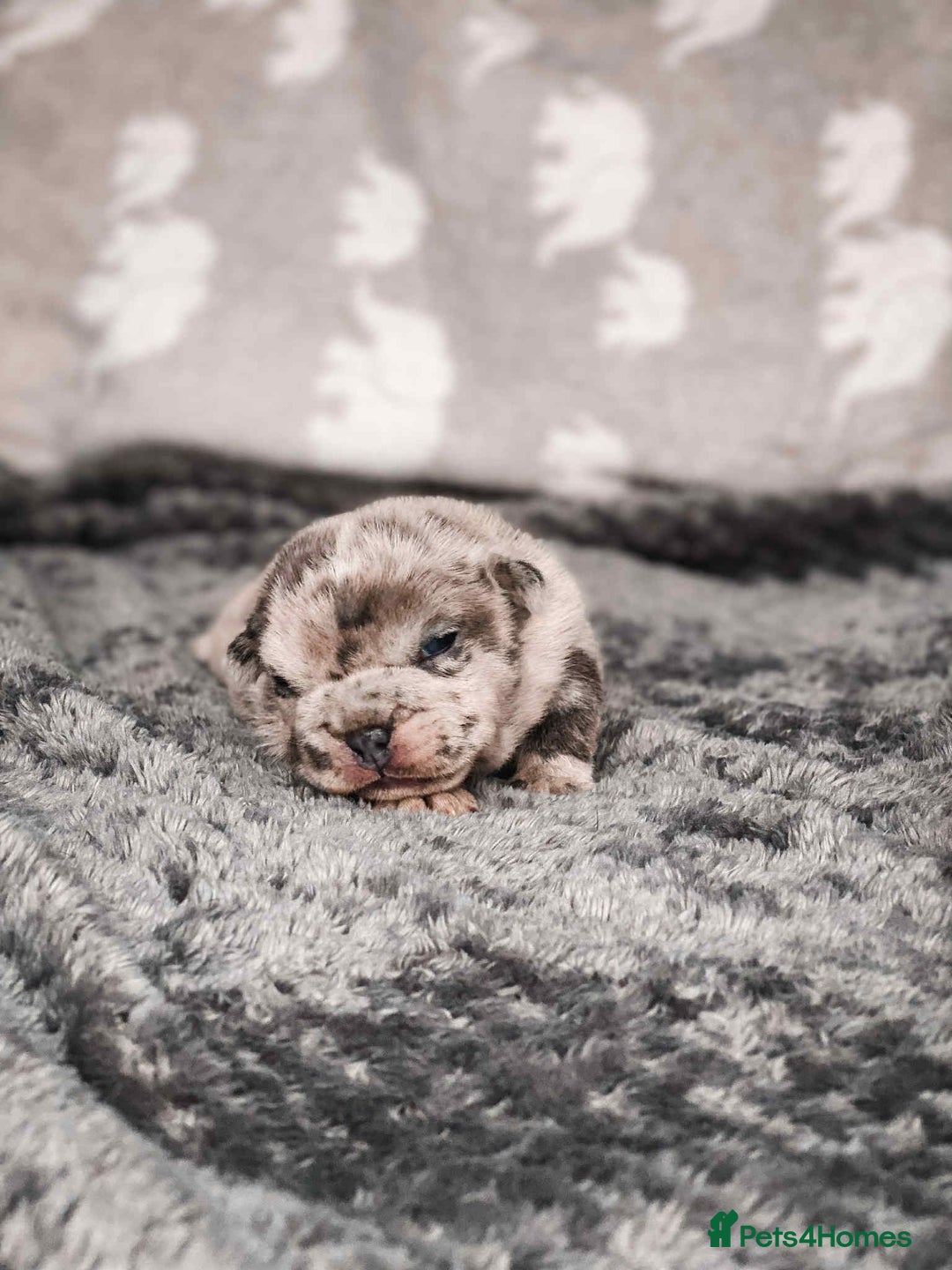 French Bulldog dogs for sale: French Bulldogs - Image 22