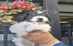 Mixed Breed dogs for sale: Gorgeous jack-chons - Image 2