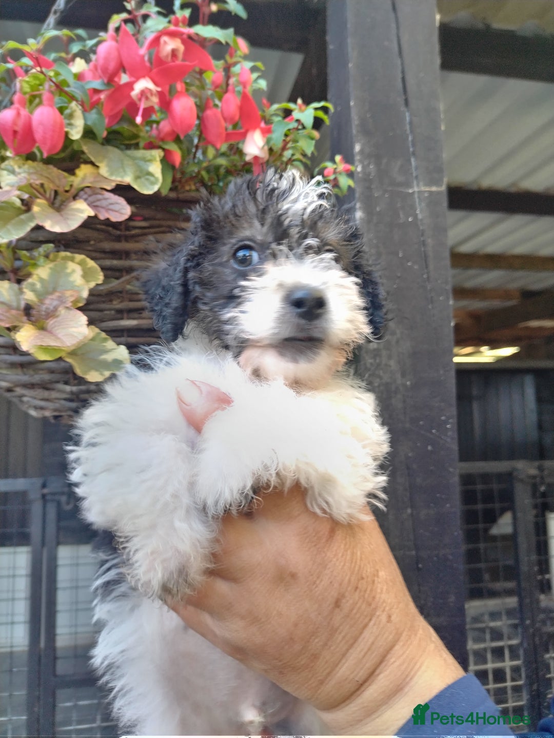 Mixed Breed dogs for sale: Gorgeous jack-chons - Image 2