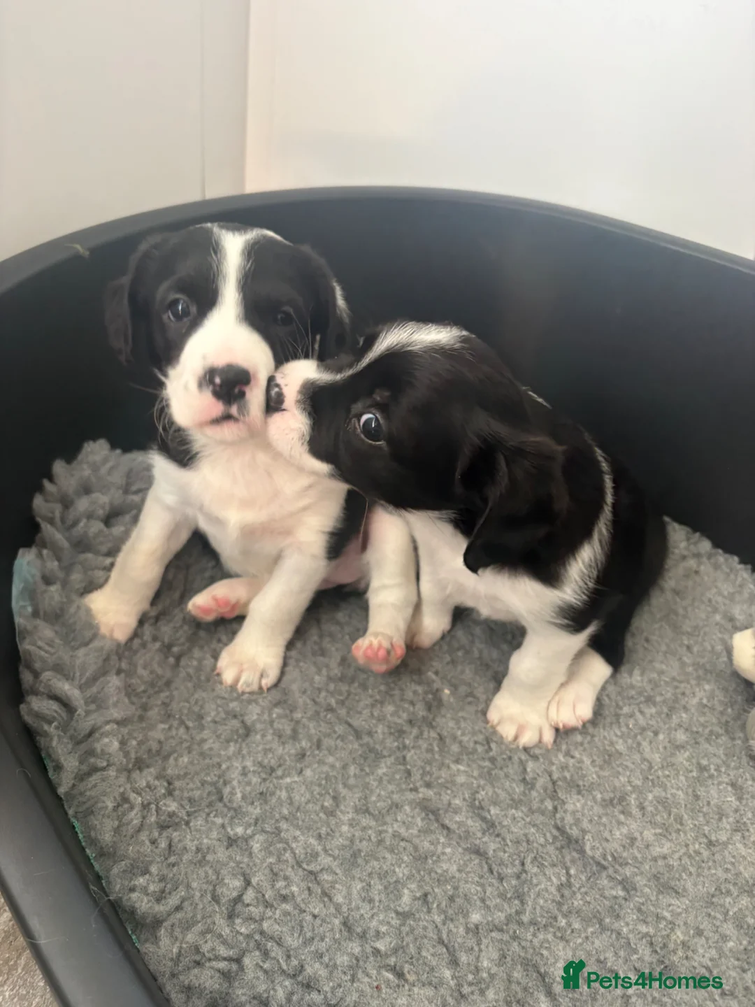 Mixed Breed dogs for sale: King Charles Cross Border Collie  in Sale - Advert 10