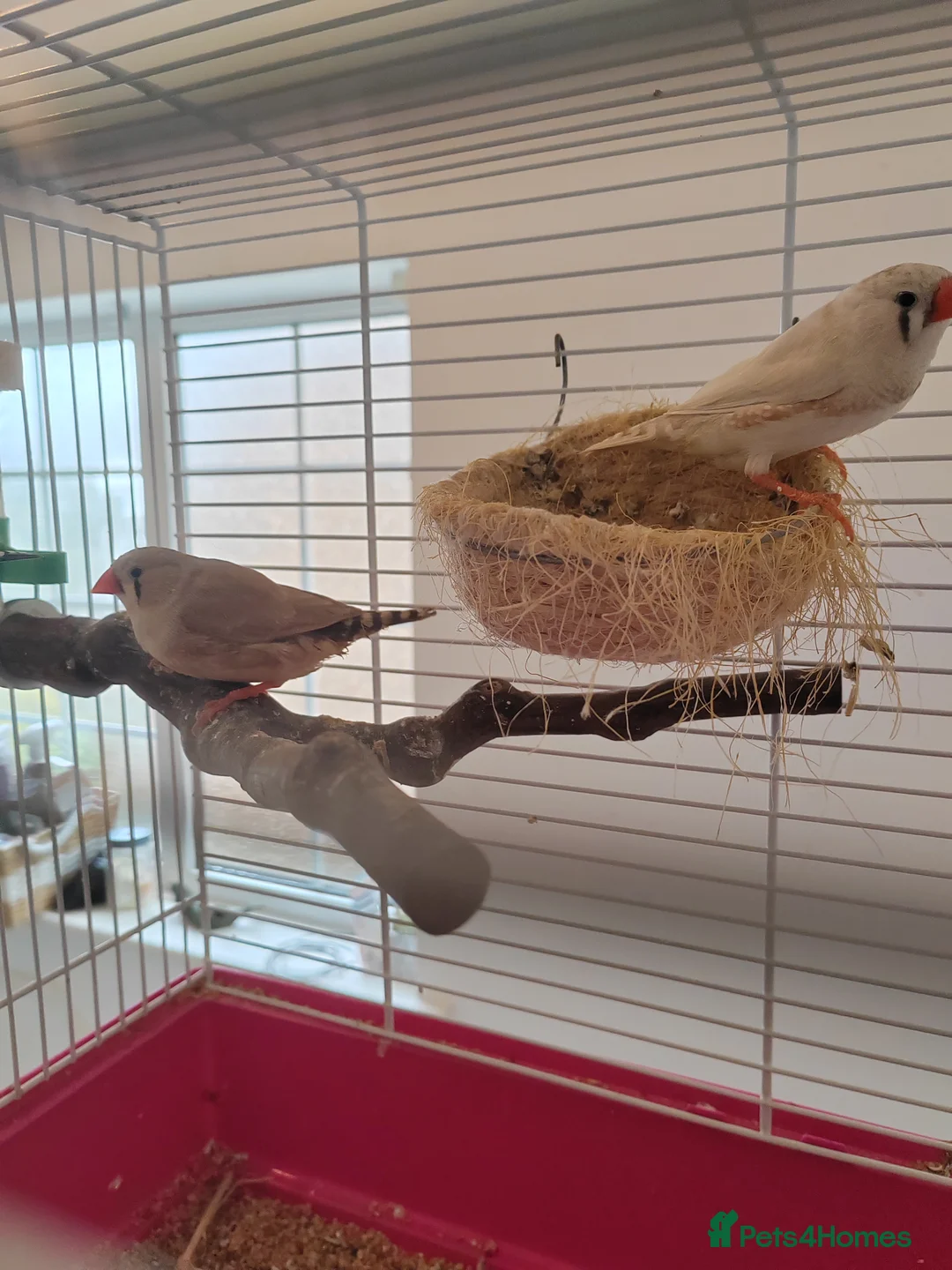 Finches birds for sale: One male and two female finches - Advert 3