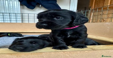 Cocker Spaniel dogs - Advert 5