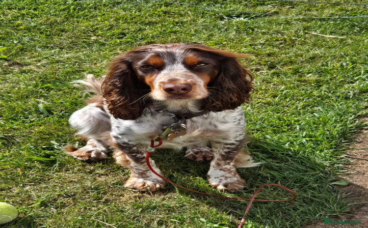 Cocker Spaniel dogs - Advert 14
