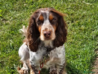 Cocker Spaniel dogs - Advert 5