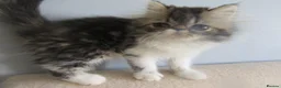 Persian cats for sale: Adorable female Persian kittens - Advert 3