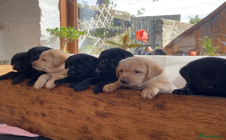Labrador Retriever dogs - Advert 2