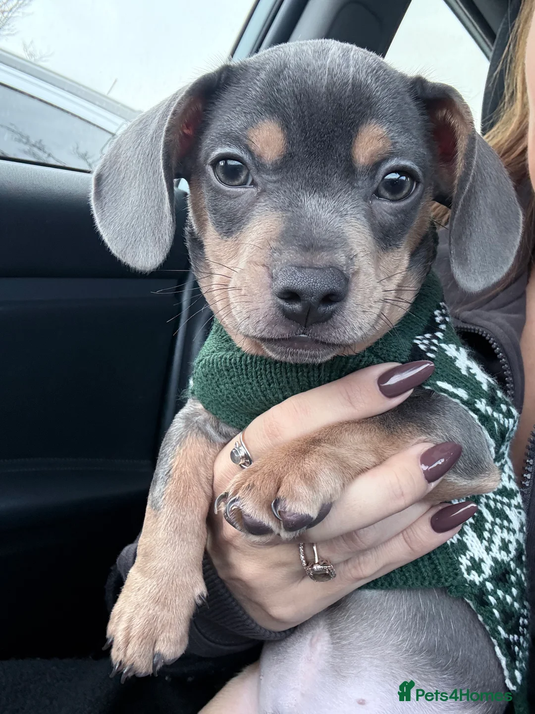 Mixed Breed dogs for sale: French x Miniature Daschund Boy  - Advert 1