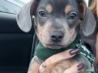 Mixed Breed dogs French x Miniature Daschund Boy - Advert 1