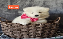 Samoyed dogs for sale: Beautiful Samoyed Puppies! ✨* - Image 13