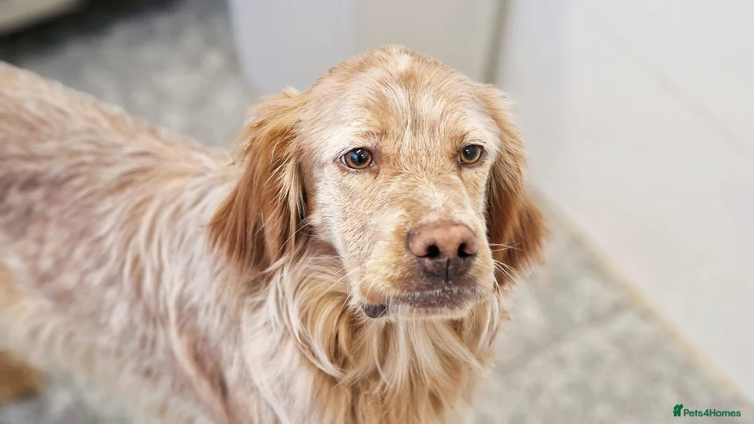 English Setter dogs for adoption: Canelo - Advert 5