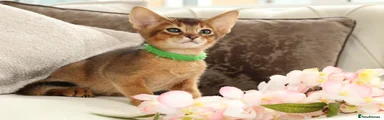 Abyssinian Kitten 1