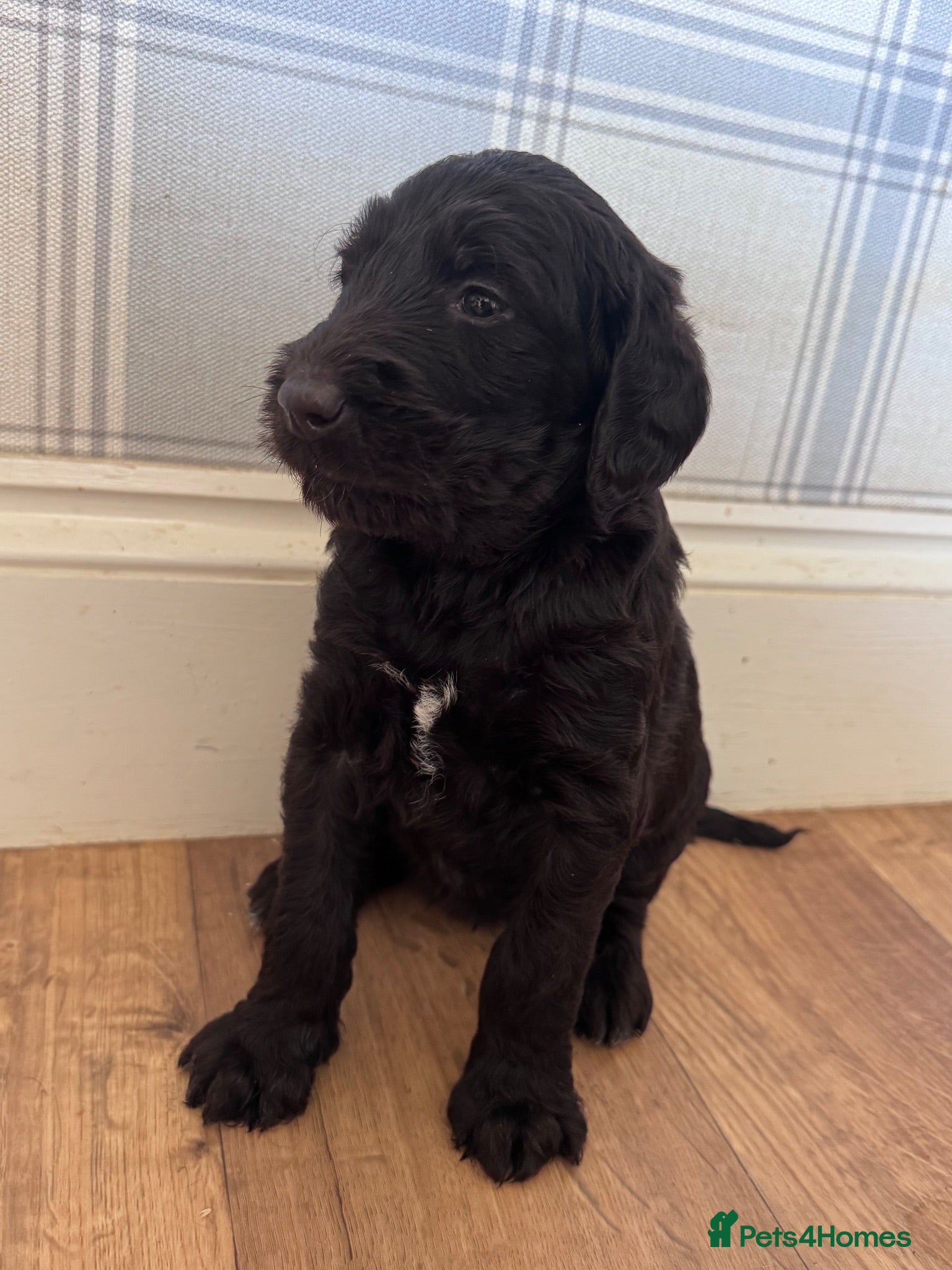 Labradoodle dogs Labradoodle Litter from Health Tested Parents - Advert 1