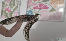 Snake reptiles for sale: Adult Royal Python Female - Image 3