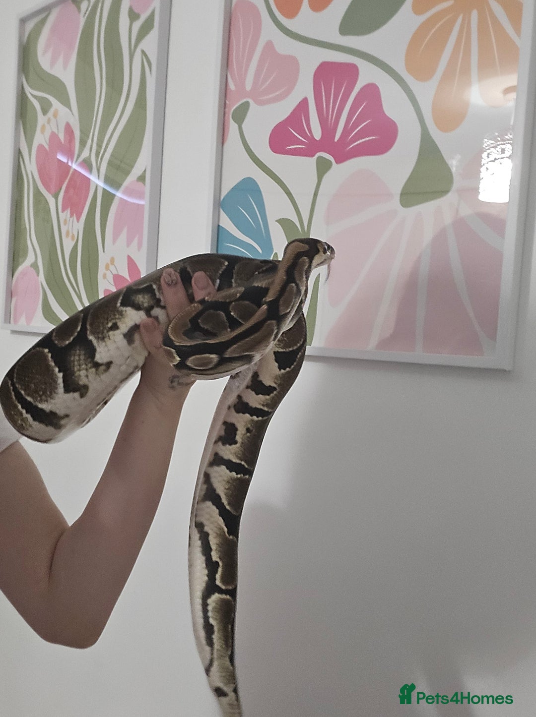 Snake reptiles for sale: Adult Royal Python Female - Image 3