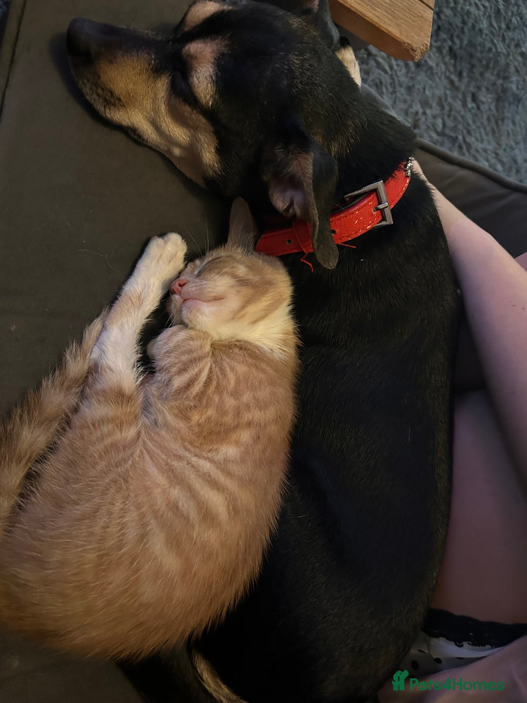 Mixed Breed dogs for sale: Beautiful Jack Russel x Chihuahua for sale - Advert 8