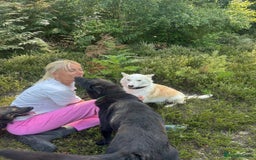 Mixed Breed dogs for adoption: Song - Norwich Norfolk  - Image 20