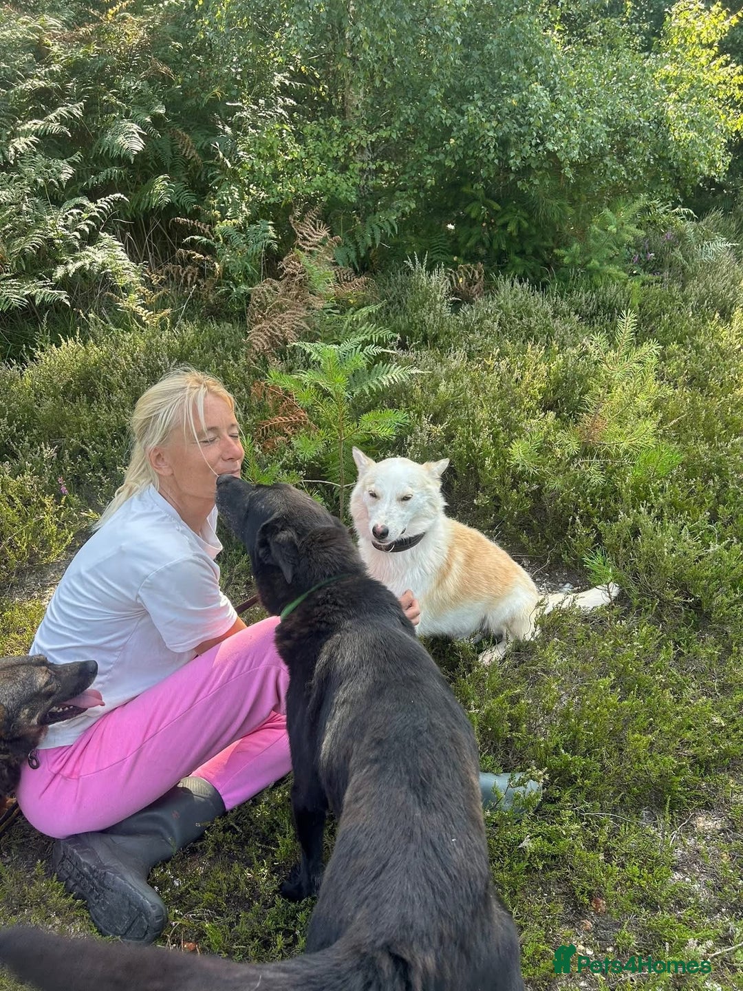 Mixed Breed dogs for adoption: Song - Norwich Norfolk  - Image 20