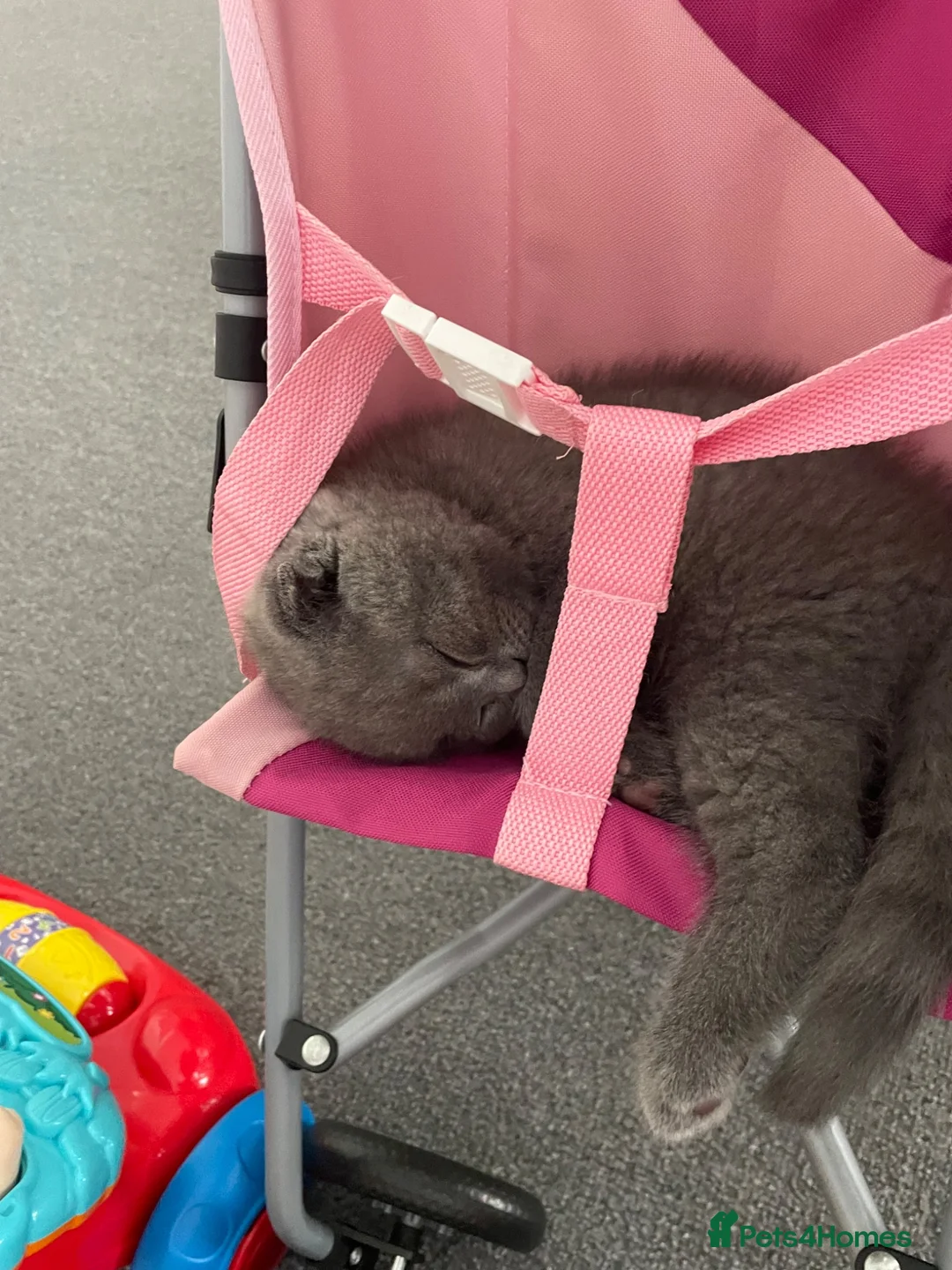 Scottish Fold cats for sale: Scotish straight/ fold  - Advert 2