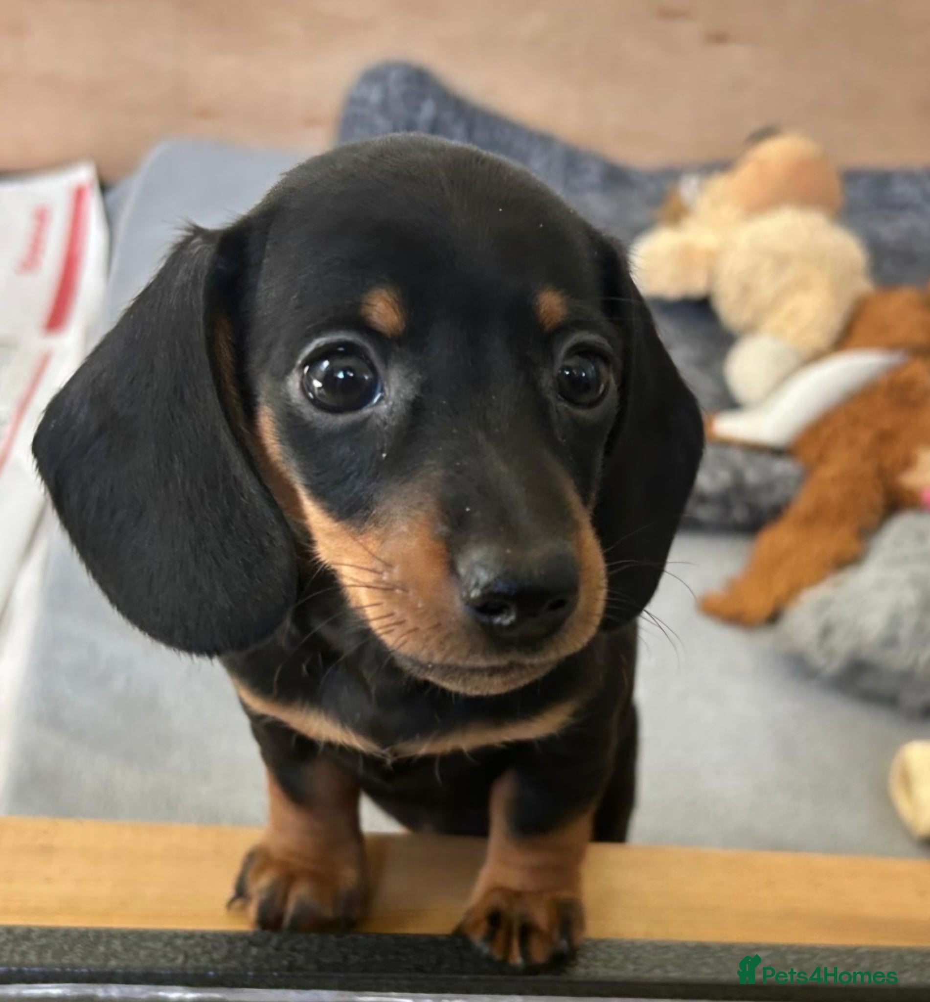 Miniature Dachshund dogs 🐶 Last Dachshund baby 🐶 - Advert 4