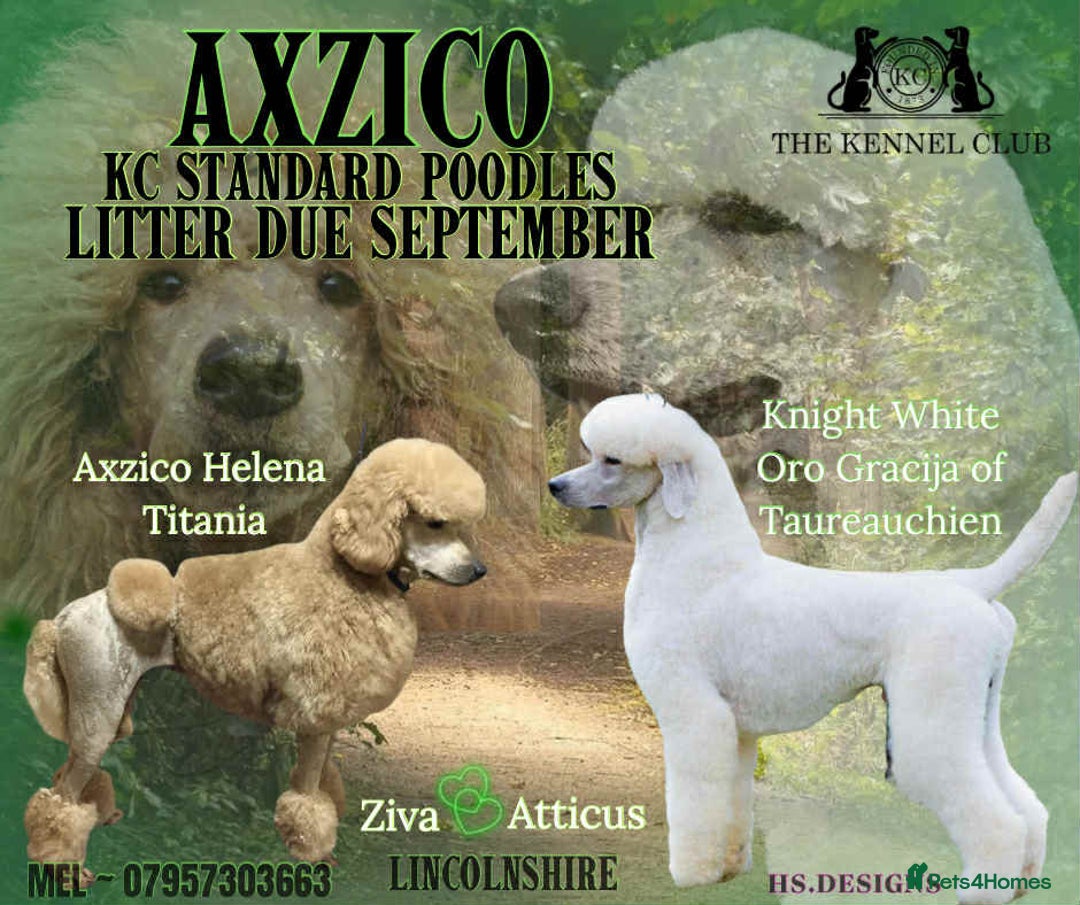Standard Poodle dogs for sale: KC standard poodles expected soon! - Image 1
