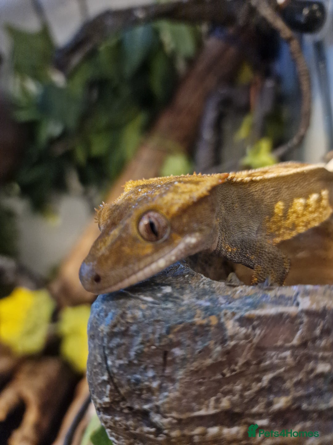 Gecko reptiles for sale: 45x45x90 Exo Terra Terrarium with 2 Crested Geckos - Advert 3