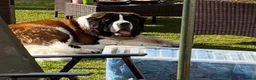 Saint Bernard dogs for sale: Exceptional litter of show quality pups  - Advert 20