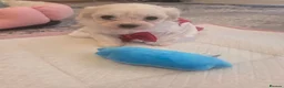 Bichon Frise dogs for sale: Cute puppies 🩷🩷💙💙 - Advert 22