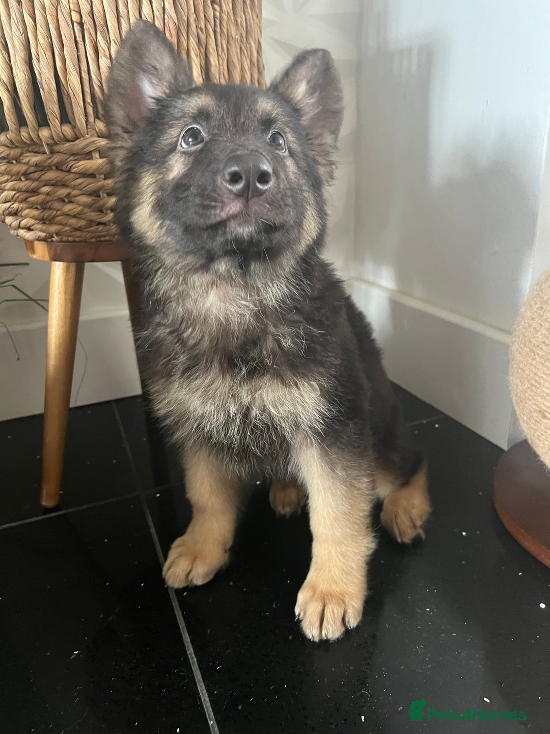 German Shepherd dogs for sale: German shepherd pups silver sable black/tan black  - Image 13