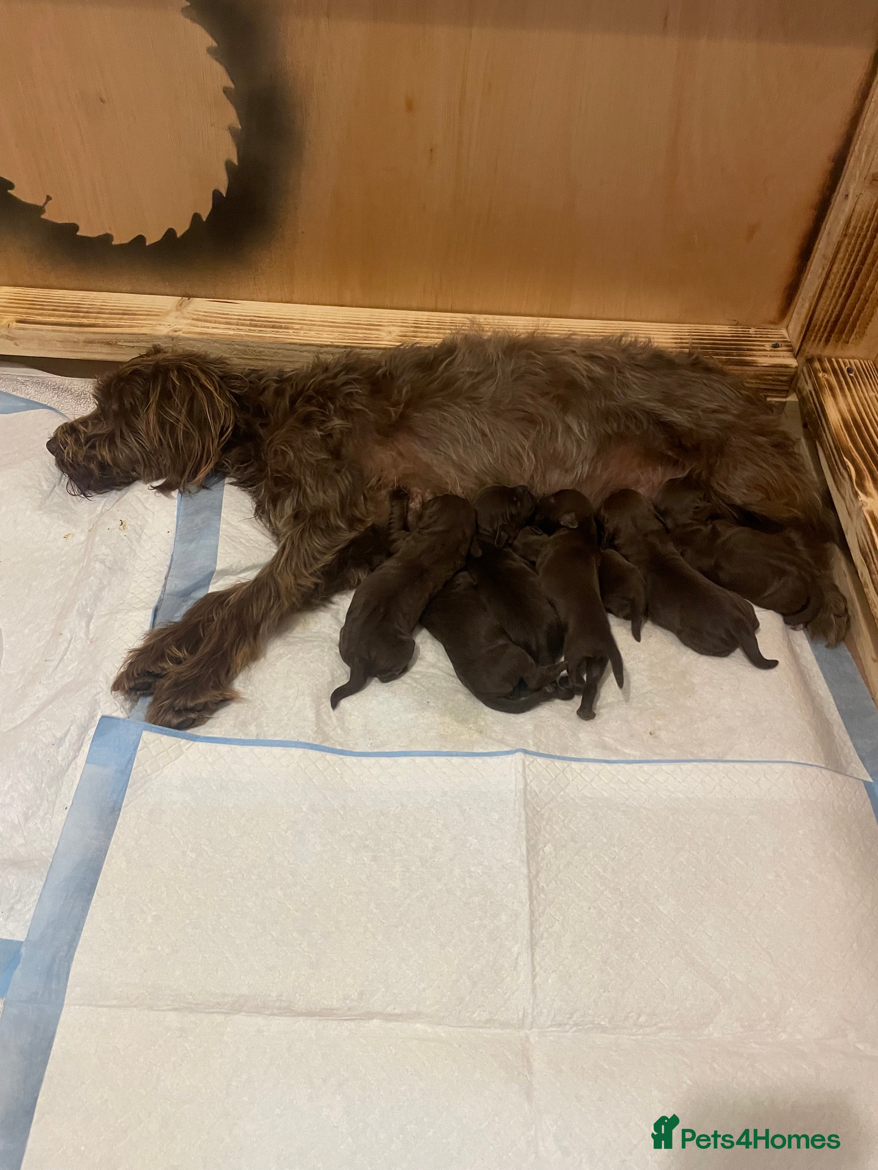 Mixed Breed dogs 16 week old patterdale terrier x cockapoo mix - Advert 1