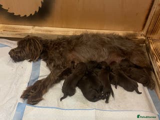 Mixed Breed dogs 16 week old patterdale terrier x cockapoo mix - Advert 1