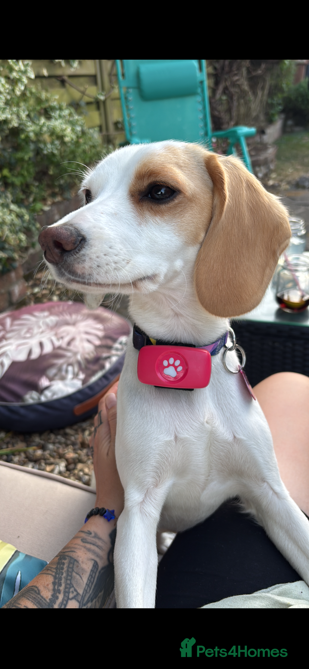 Mixed Breed dogs for sale: Cocker-Jack xCavalier King Charles Spaniel Puppies - Advert 3