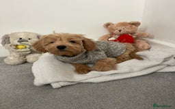 Cockapoo dogs for stud: Healthy Cockapoo Stud Available –Sheffield Travel - Image 7