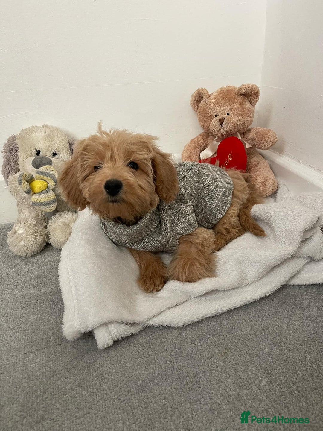 Cockapoo dogs for stud: Healthy Cockapoo Stud Available –Sheffield Travel - Image 7