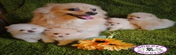 Pomeranian dogs for sale: Cream & white pomeranian puppies - Advert 2