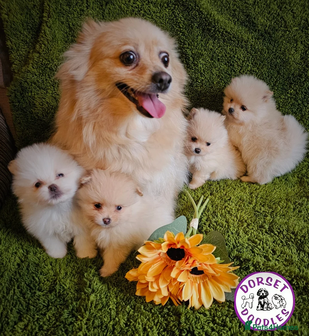 Pomeranian dogs for sale: Cream & white pomeranian puppies - Advert 2