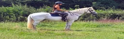 Irish Cob horses for sale: Clover – Connie/TB – quality classy all rounder - Advert 4