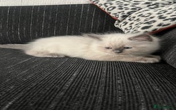 Ragdoll cats for sale: 4xfemales , 1xmale - Advert 10