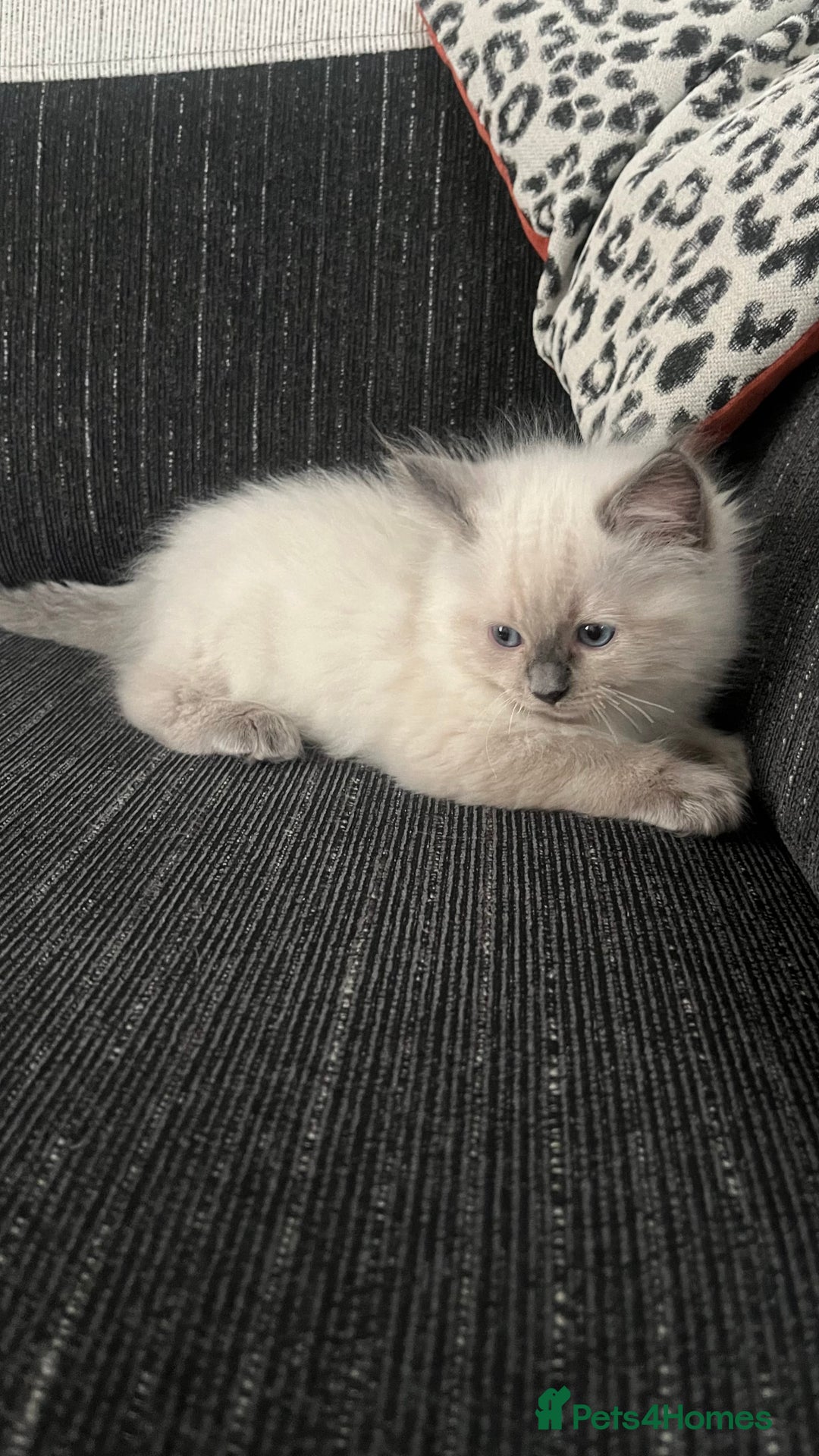 Ragdoll cats for sale: 4xfemales , 1xmale - Advert 10
