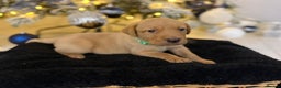 Labrador Retriever dogs for sale: Beautiful fox red puppies  - Advert 12