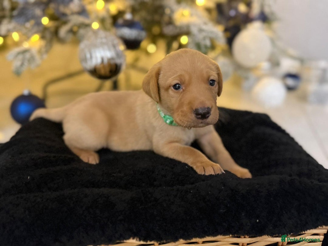 Labrador Retriever dogs for sale: Beautiful fox red puppies  - Advert 12