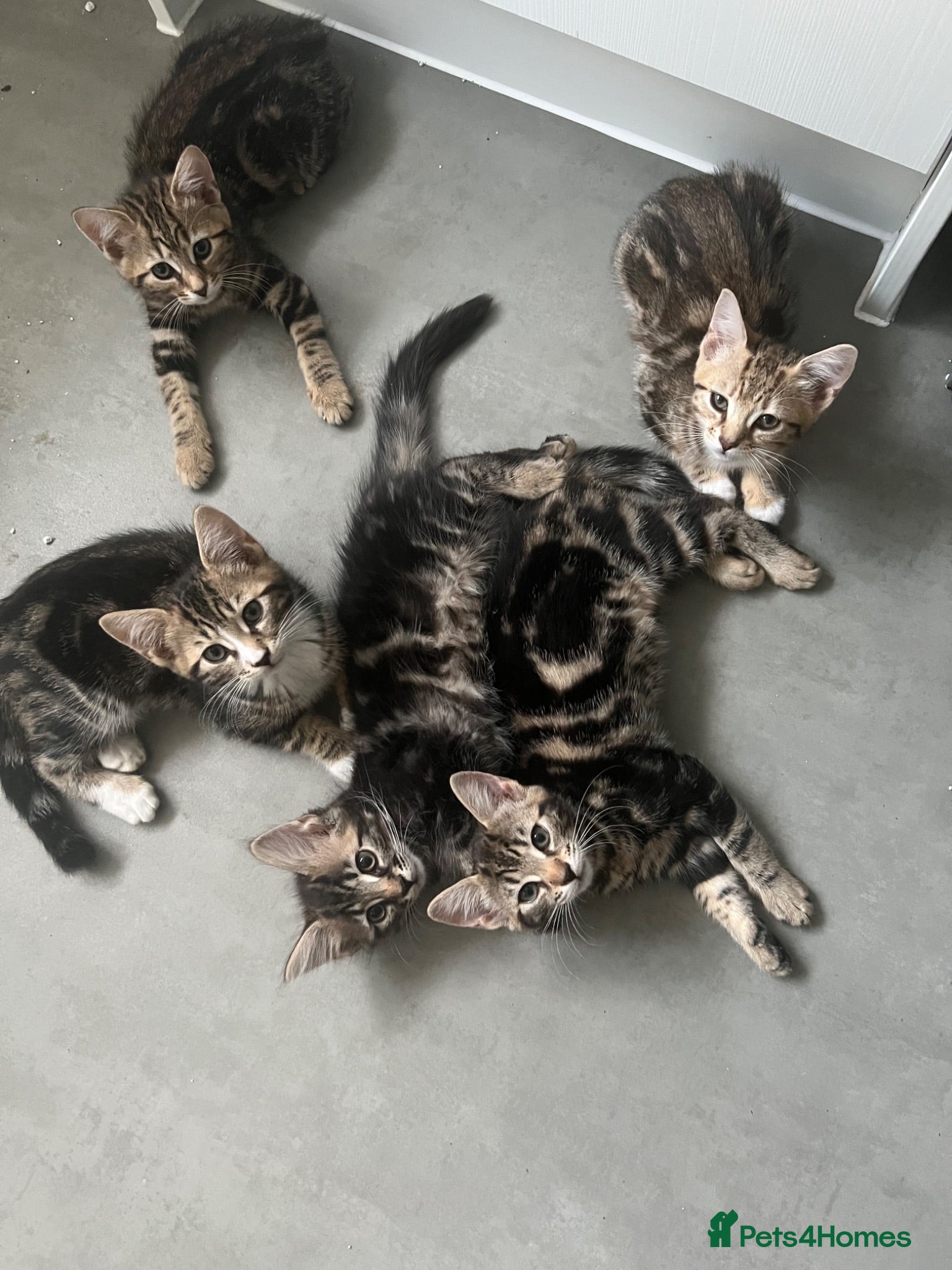 Bengal cats Beautiful Bengal Mixed Kittens - Advert 22