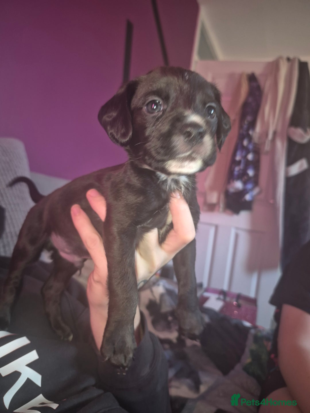 Mixed Breed dogs for sale: Bullmastiff x Springer Spaniel Puppies - Advert 23