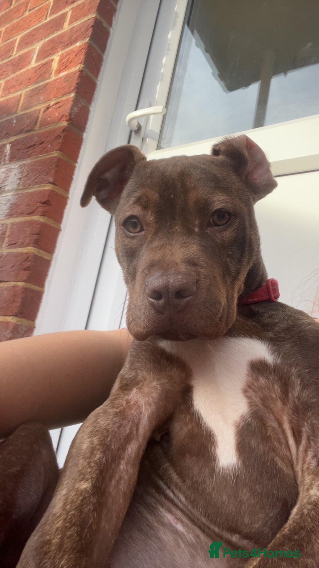 Staffordshire Bull Terrier dogs for sale: Tiger - Advert 5