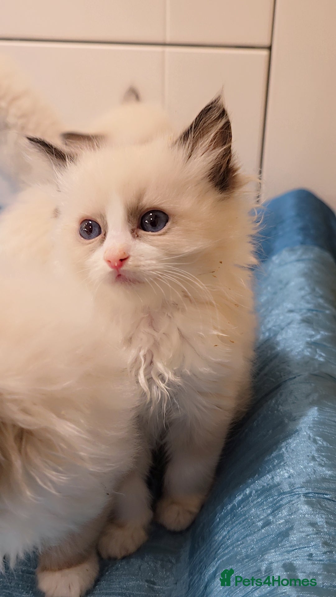 Ragdoll cats for sale: TICA REGISTERED KITTENS/Active - Advert 20