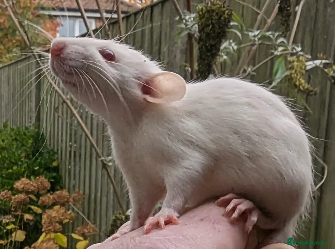 Rat rodents for sale: Baby rats various breeds available - Advert 4