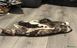Bengal cats for sale: Kittens  - Image 7