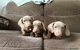 Dachshund dogs for sale: Miniature Dachshund Puppies for sale  - Image 1