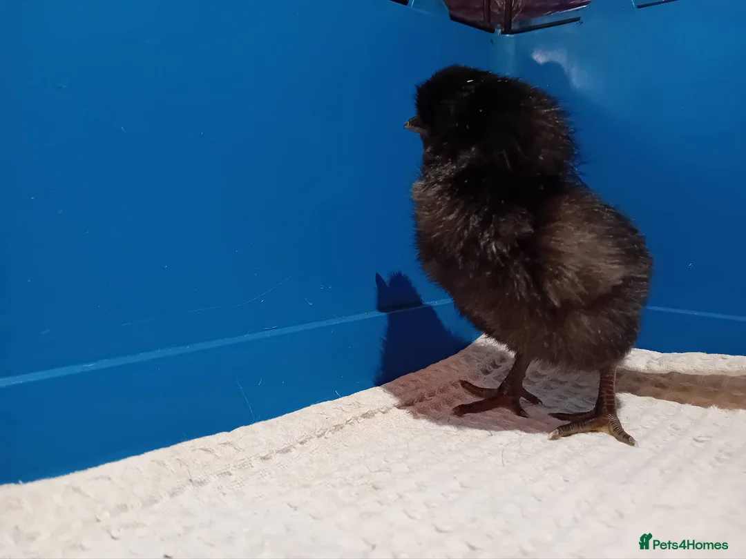 Chickens poultry for sale: Chicks looking for loving homes 🐥 - Advert 3