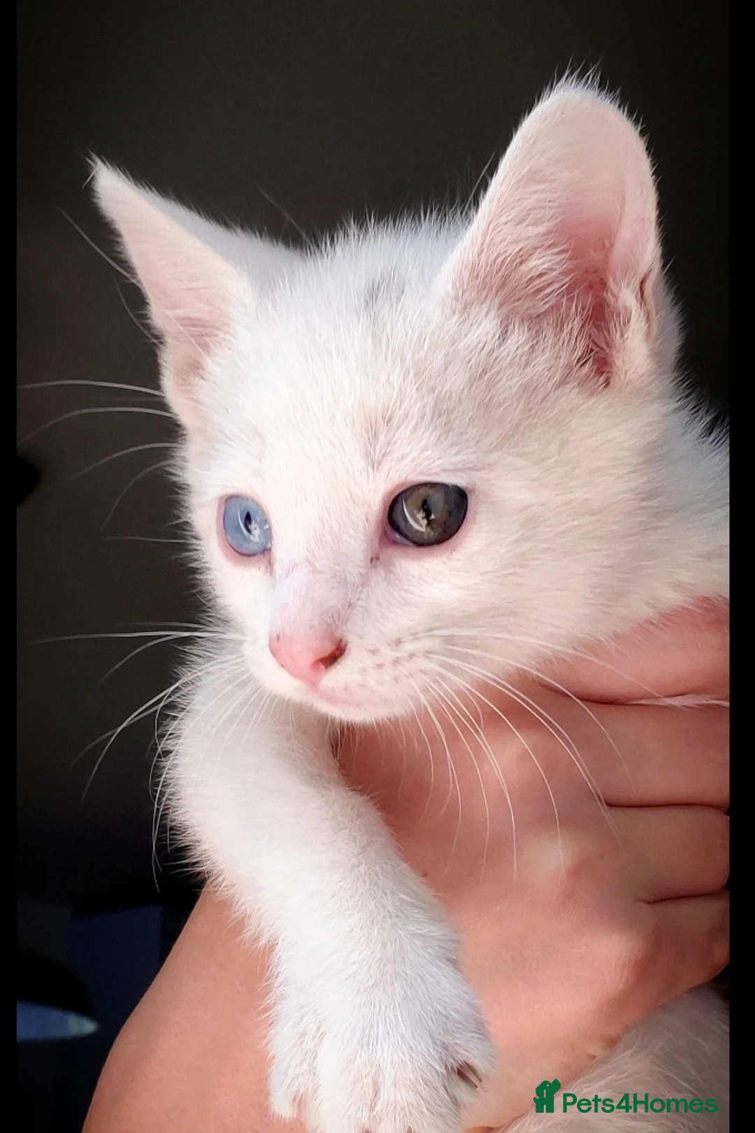 Khao Manee cats for sale: 8 weeks old kitten - Advert 2